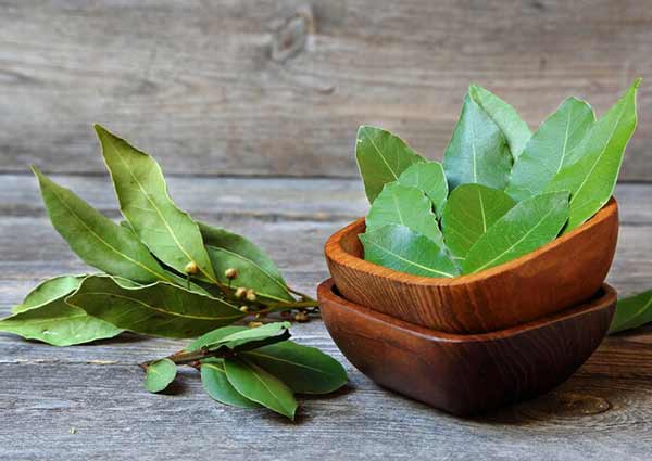 bay leaves as a natural repellent