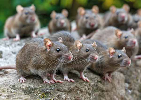 Rodents (Mice and Rats)