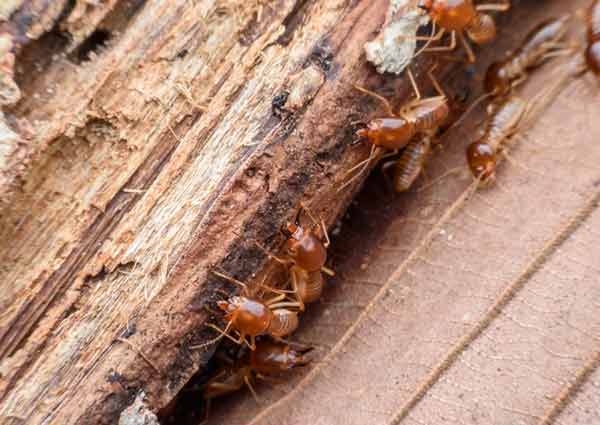 Termites